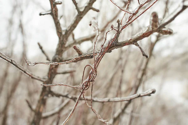 Ramos Relva Caduca Arbustos Cobertos Crosta Gelo Após Chuva Gelada — Fotografia de Stock