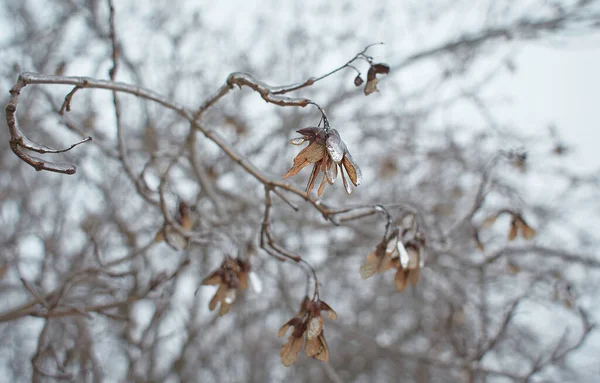 Květiny Opadavé Trávy Keře Pokryté Ledovou Kůrou Mrazivém Dešti Úlomky — Stock fotografie