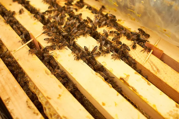 Pszczoła Plastrze Miodu Kroi Nektar Komórki Makro Wizerunek Pszczoły Ramie — Zdjęcie stockowe