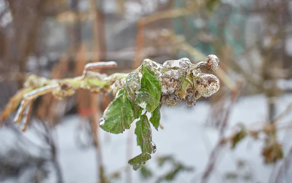 Квіти Листяної Трави Кущі Покриті Льодовиковою Скоринкою Після Замерзання Дощу — стокове фото