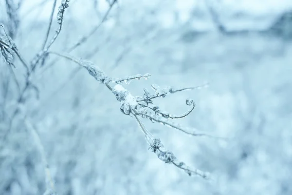 Yaprak Döken Çimenlerin Çiçekleri Donmuş Yağmurdan Sonra Buzla Kaplı Çalılar — Stok fotoğraf