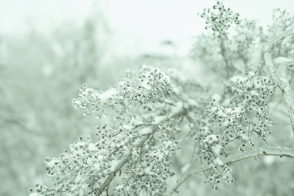 Kwiat Liściasty Trawa Krzak Pokryty Lodowy Skorupa Mroźny Deszcz Odłamek — Zdjęcie stockowe