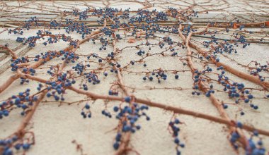 Geçen yılın eski Wild Wine Berries 'i. Duvardaki kuru dallar. Beton duvarda kırmızı sarmaşık yaprakları.