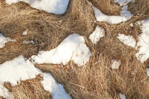 Gros Plan Herbe Sèche Dans Neige — Photo