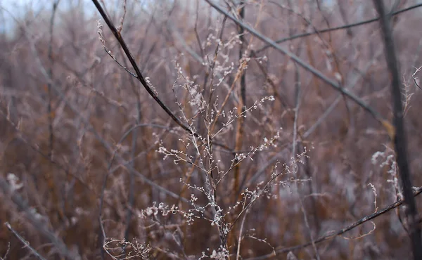 Petites Fleurs Blanches Sur Des Brindilles Sèches Buissons Plantes Sauvages — Photo