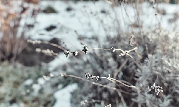 野植物灌木干枝条上的小白花 背景模糊 细枝上的一丛丛白色的小种子 冬天干枯的灌木丛 选定重点 — 图库照片