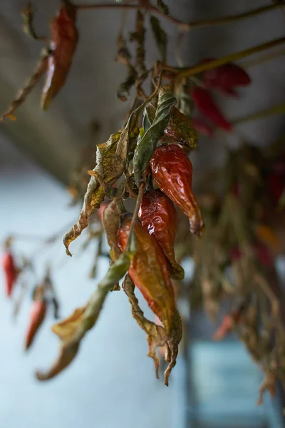 Висячий Сухой Горячий Красный Перец Чили Изолированы Темном Фоне — стоковое фото