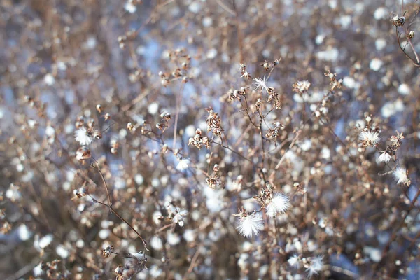 식물의 조그마 꽃들이 가지에는 씨들이 옹기종기 겨울에 — 스톡 사진