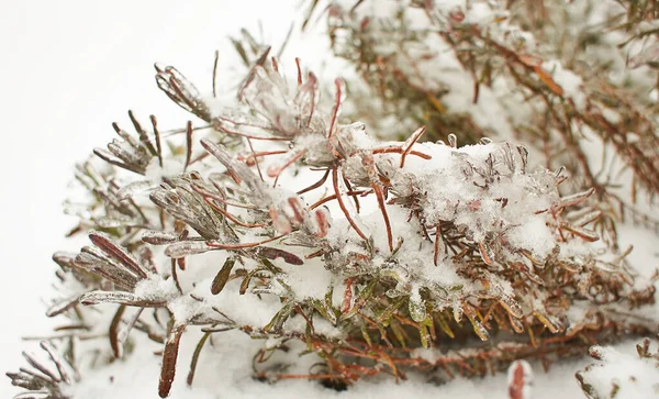 Цветы Лиственной Травы Кусты Покрытые Ледяной Коркой После Замерзающего Дождя — стоковое фото