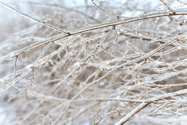 낙엽수의 차디찬 배경을 얼음으로 관목들 — 스톡 사진