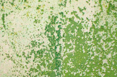 Grunge duvarı gökkuşağı tarzında yeşil arkaplan dokusu.