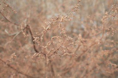 Bulanık arka planı olan yabani bitki çalılarının kuru dalları üzerinde küçük beyaz çiçekler. İnce dallar üzerinde küçük beyaz tohumlar. Kışın kurumuş çalılar. seçili odak