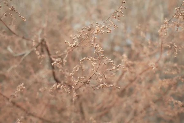 Tiny White Flowers Dry Twigs Wild Plant Bushes Blurry Background — Stock Photo, Image