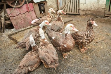 Kreol ördeği, bragado, siyah ördek ya da dilsiz ördek olarak bilinen kızıl saçlı kahverengi ve beyaz ördeğin yakın çekimi..