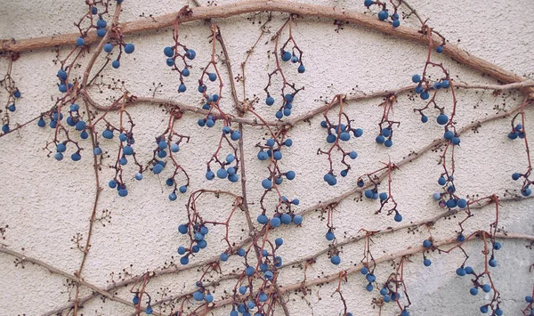 Alte Wilde Weinbeeren Des Vorjahres Trockene Äste Der Wand Rote — Stockfoto