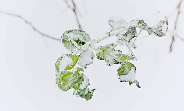 Zweige Eines Laubgrases Büsche Die Nach Gefrierendem Regen Mit Eiskruste — Stockfoto