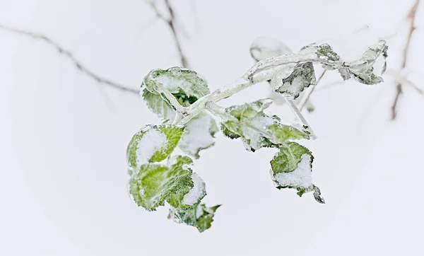 Las Ramas Hierba Caduca Los Arbustos Cubiertos Con Corteza Hielo — Foto de Stock