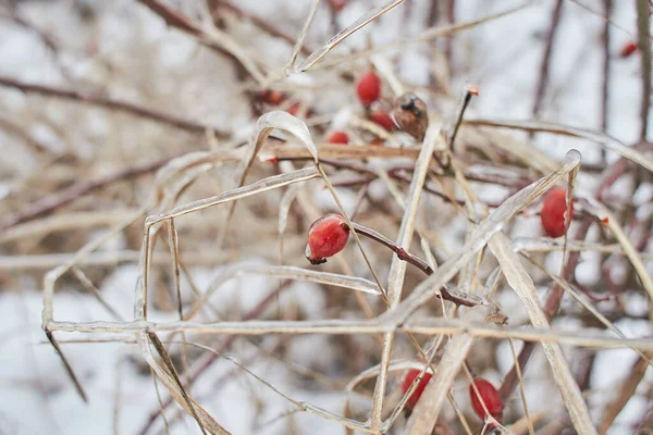 Гілки Рожевого Стегна Ягоди Покриті Крижаною Кіркою Після Замерзання Дощу — стокове фото