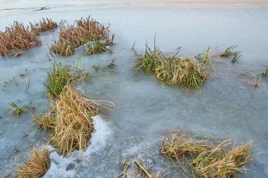 Kışın huş ağacı ve donmuş nehirle güzel doğal manzara.