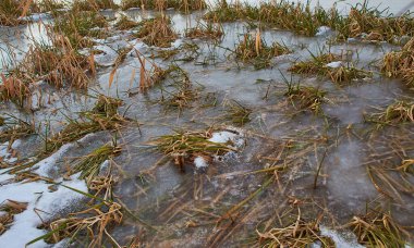Kışın kamış ve donmuş nehirle güzel doğal manzara.