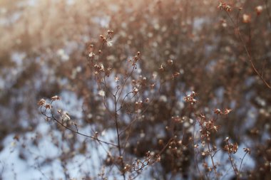 Bulanık arka planı olan yabani bitki çalılarının kuru dalları üzerinde küçük beyaz çiçekler. İnce dallar üzerinde küçük beyaz tohumlar. Kışın kurumuş çalılar. seçili odak