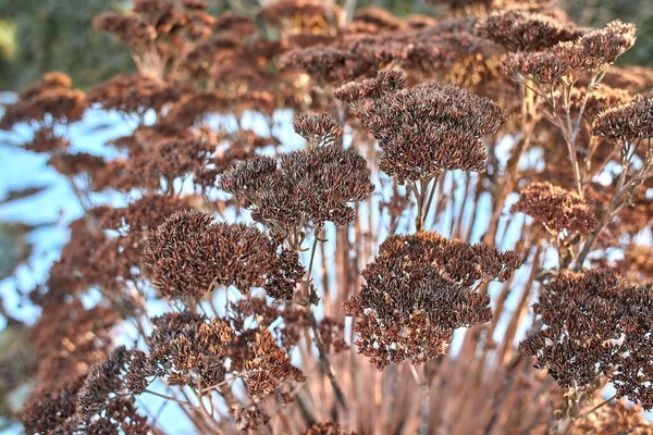 Winzige Weiße Blüten Auf Trockenen Zweigen Wilder Pflanzenbüsche Mit Verschwommenem — Stockfoto