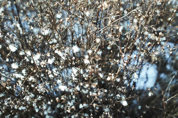 Pequeñas Flores Blancas Ramitas Secas Arbustos Plantas Silvestres Con Fondo — Foto de Stock