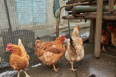 Beyaz, gri, kahverengi evcil tavuklardan oluşan bir grup..