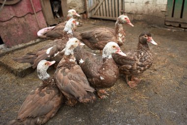 Kreol ördeği, bragado, siyah ördek ya da dilsiz ördek olarak bilinen kızıl saçlı kahverengi ve beyaz ördeğin yakın çekimi..