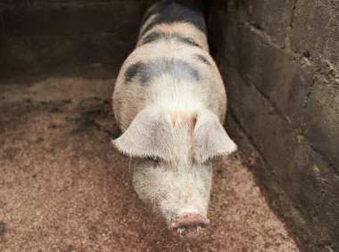 Ahırdaki organik çiftlikte büyük, yerli bir domuz. Evcil domuz. Şişman domuzlar. Domuz Kalemle Kapalı.