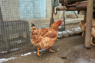 Beyaz, gri, kahverengi evcil tavuklardan oluşan bir grup..