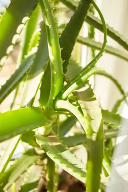Bir aloe vera bitkisini kapatın. Oda bitkileri
