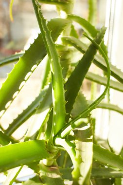 Bir aloe vera bitkisini kapatın. Oda bitkileri