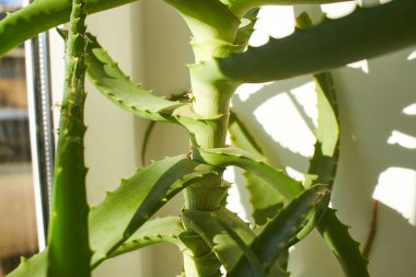 Bir aloe vera bitkisini kapatın. Oda bitkileri