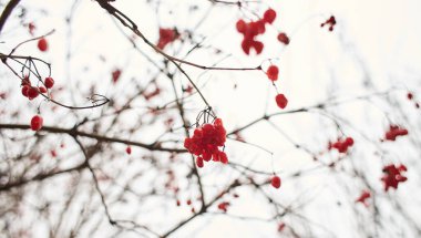 Viburnum kırmızı böğürtlen. Açık havada kırmızı bir dal..