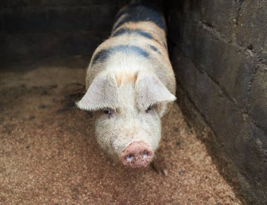 Ahırdaki organik çiftlikte büyük, yerli bir domuz. Evcil domuz. Şişman domuzlar. Domuz Kalemle Kapalı.