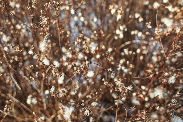 Pequenas Flores Brancas Galhos Secos Arbustos Plantas Selvagens Com Fundo — Fotografia de Stock