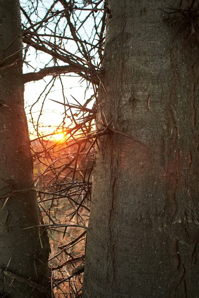 Tronco Espinhoso Acácia Árvore Coberta Neve Natureza Close — Fotografia de Stock
