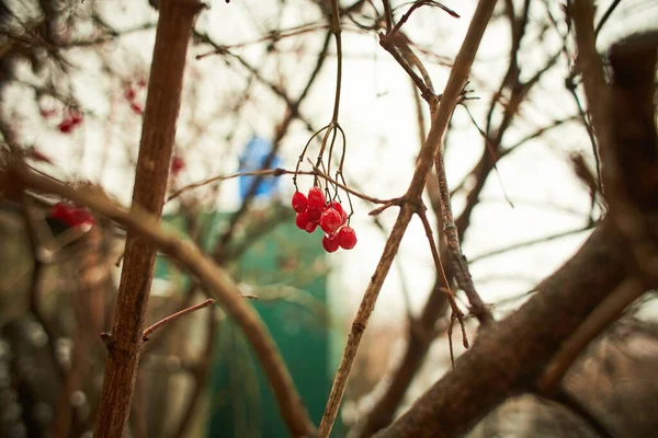 Viburnum 야외에서 자라는 — 스톡 사진