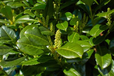 Prunus laurocerasus kiraz ağacı çiçek açmış, küçük beyaz çiçek tomurcukları grubu, dallardaki yeşil yapraklar.