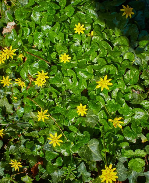 Mindre Celandine Pilewort Eller Figensmørkop Ranunculus Ficaria Ficaria Verna Skoven - Stock-foto