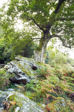 Orman deresi eski ormanlardaki ormanlarla çevrili. İrlanda 'daki Wicklow Ulusal Parkı. 