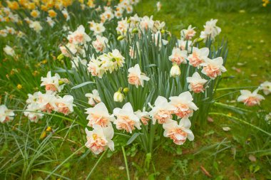 Canlı beyaz, sarı laleler ve çeşitli yapraklar bir bahar günü bir bahçede çiçek açar. Açık havada çekilen güzel çiçek arkaplanı yumuşak odak ile fotoğraflanır..