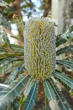 Golden flower head and grey green leaves of the Australian native Old Man Banksia, Banksia serrata, family Proteaceae, growing in Dublin, Ireland.