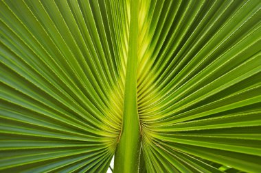 Talipot Palm 'ın yeşil palmiye yaprağı (Corypha umbraculifera L.)