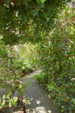 Botanical garden with plants and flowers growing in Dublin, Ireland.