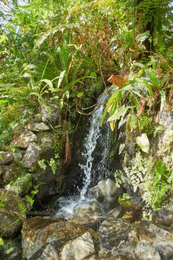 Dublin, İrlanda 'da bitki ve çiçeklerin yetiştiği Botanik Bahçesi.