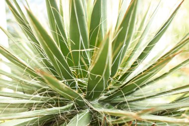 Agavaceae agave filifera var filamentosa bitki, Dublin, İrlanda 'da yetişen çiçek.