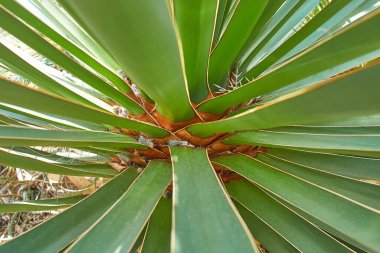 İrlanda, Dublin 'de yetişen Yucca bitkisi.