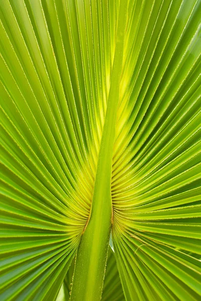 Green Palm Leaf Talipot Palm Corypha Umbraculifera — Stockfoto